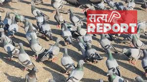 दिल्ली में कबूतरों को दाना खिलाना अब पड़ेगा भारी