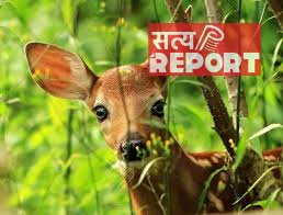हिरणों की जिंदगी पर संकट, डियर पार्क से टाइगर रिजर्व भेजने के फैसले पर उठे सवाल