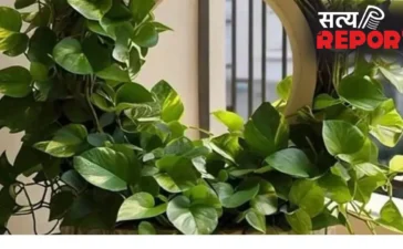 Money Plant Tips: पानी में मिलाएं ये 1 चीज, घर में बढ़ेगी धन-समृद्धि और चमकेगी किस्मत