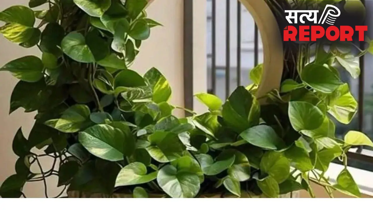 Money Plant Tips: पानी में मिलाएं ये 1 चीज, घर में बढ़ेगी धन-समृद्धि और चमकेगी किस्मत