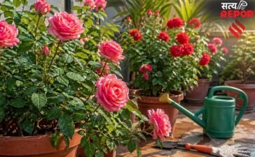 चिलचिलाती गर्मी में गुलाब के पौधे की सही देखभाल, इन 7 तरीकों से रखें ख्याल