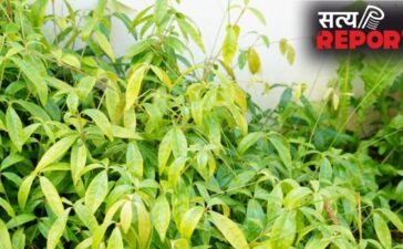 करी पत्ते के पौधे में क्यों डालना चाहिए छाछ? जानें क्या होता है