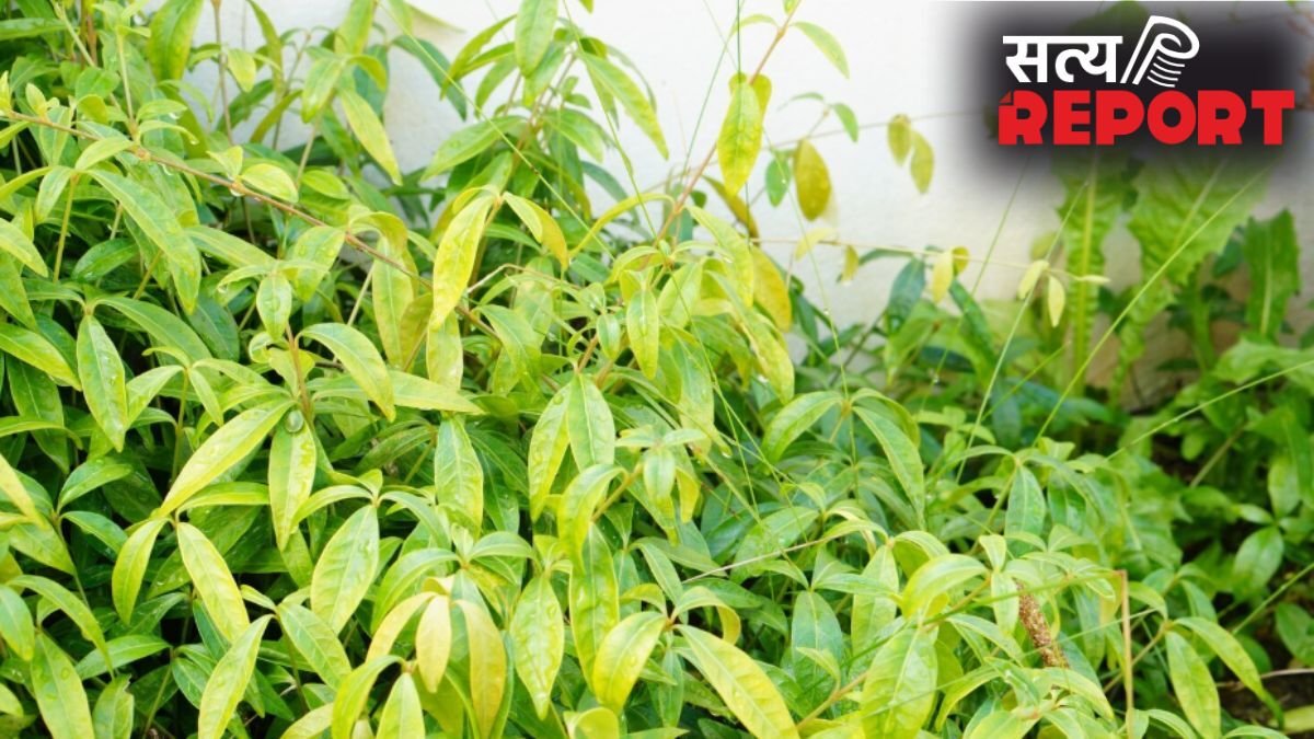 करी पत्ते के पौधे में क्यों डालना चाहिए छाछ? जानें क्या होता है