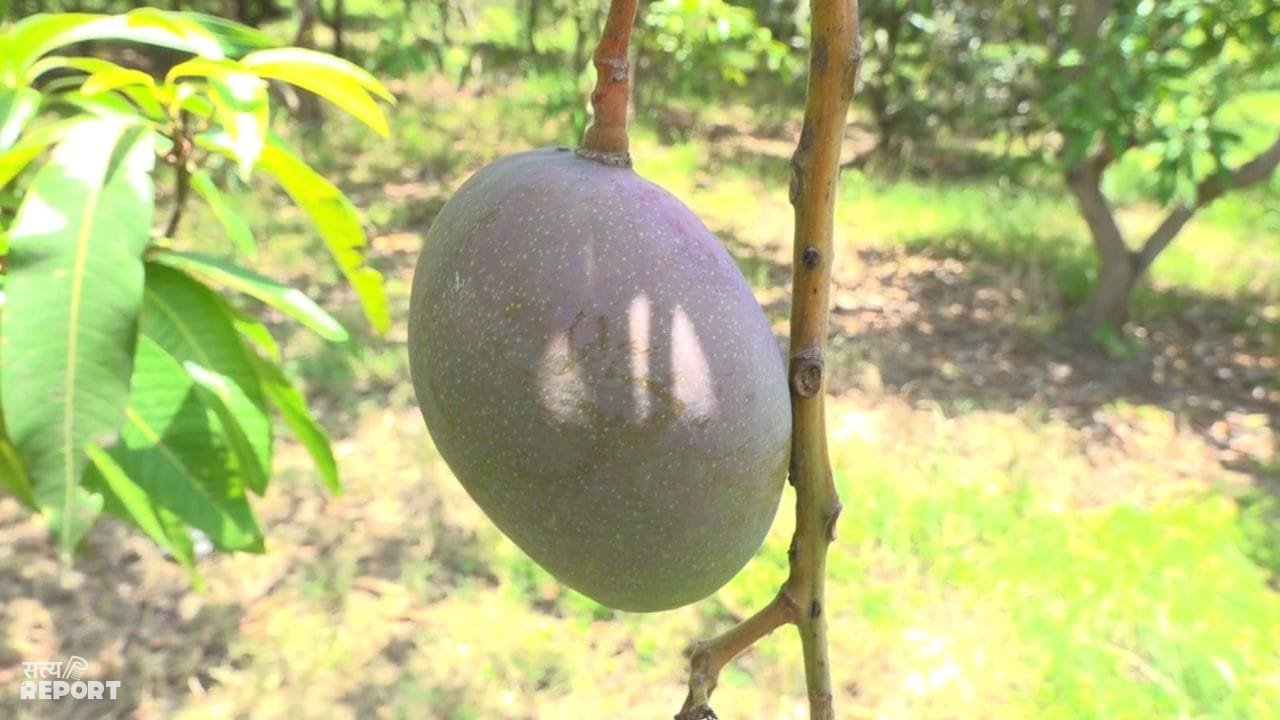 20 खूंखार शिकारी कुत्ते, कैमरे और हथियारों से लैस गार्ड्स… इस आम के लिए Z+ सिक्योरिटी क्यों?