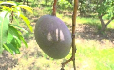 20 खूंखार शिकारी कुत्ते, कैमरे और हथियारों से लैस गार्ड्स… इस आम के लिए Z+ सिक्योरिटी क्यों?