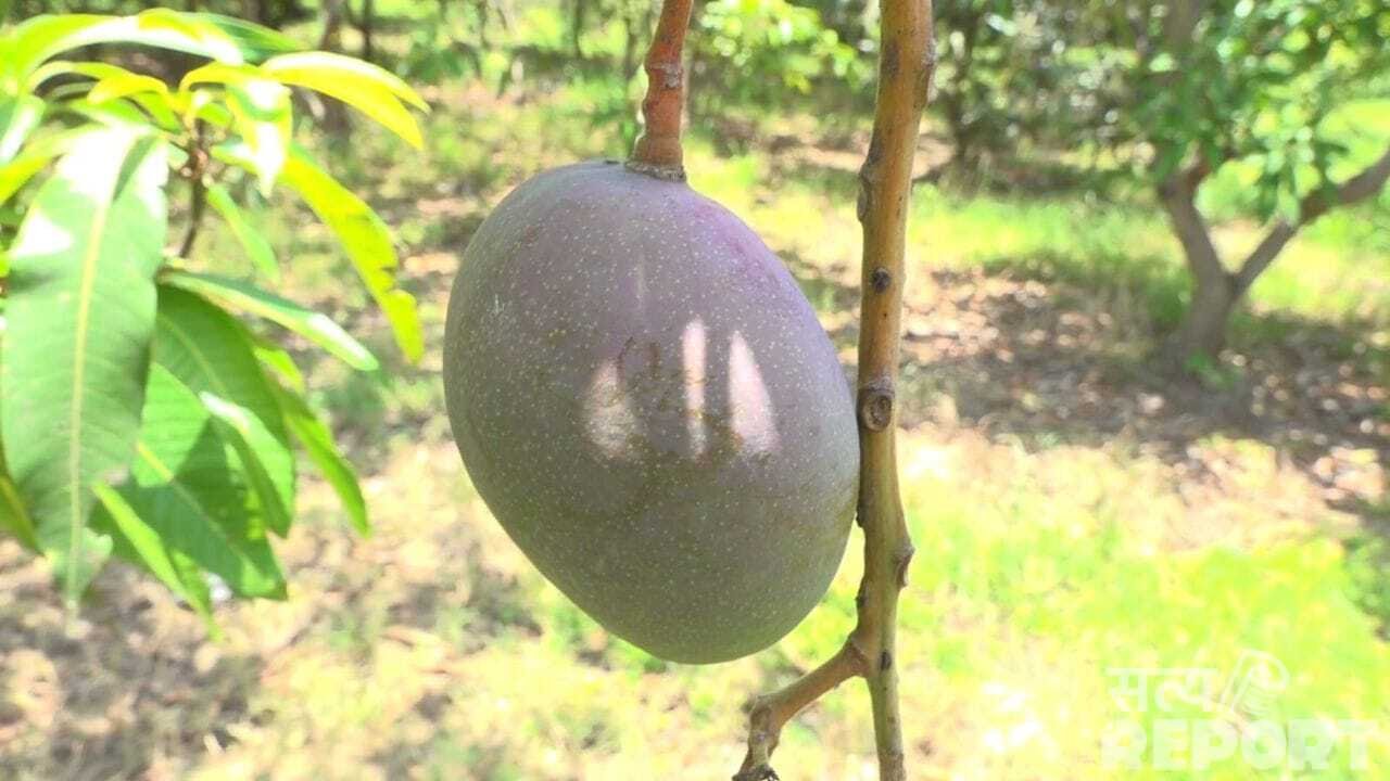 20 खूंखार शिकारी कुत्ते, कैमरे और हथियारों से लैस गार्ड्स… इस आम के लिए Z+ सिक्योरिटी क्यों?