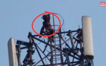 Jeth-Bahu News: जेठ के लिए टॉवर पर चढ़ गई बहू, करने लगी ऐसी डिमांड… पुलिस ने भी पकड़ लिया माथा