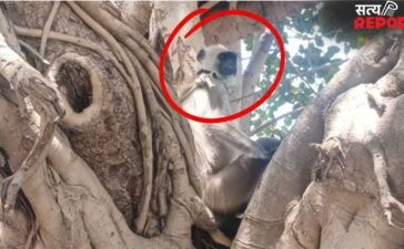 अलीगढ़ के कॉलेज में रख लिया था ‘लंगूर गार्ड’, 12000 वेतन पर करता था बंदरों की छुट्टी; अब चली गई ‘नौकरी’