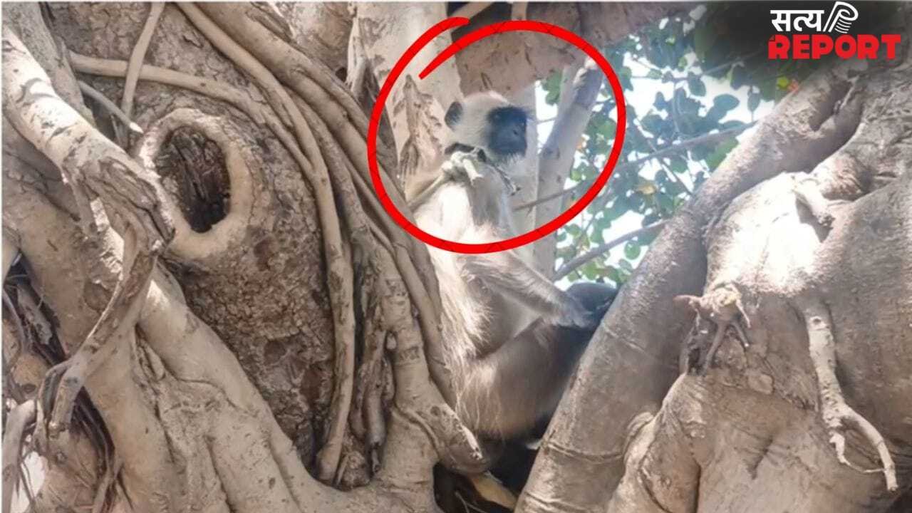 अलीगढ़ के कॉलेज में रख लिया था ‘लंगूर गार्ड’, 12000 वेतन पर करता था बंदरों की छुट्टी; अब चली गई ‘नौकरी’