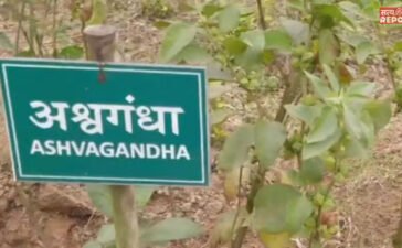 किसी भी फूड प्रोडक्ट में अश्वगंधा की पत्तियों पर रोक,  सिर्फ जड़ का ही होगा इस्तेमाल