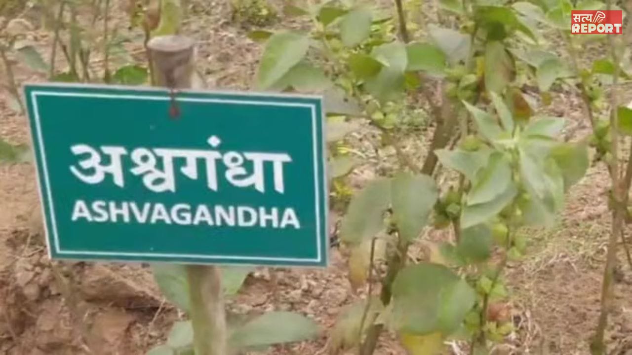 किसी भी फूड प्रोडक्ट में अश्वगंधा की पत्तियों पर रोक, सिर्फ जड़ का ही होगा इस्तेमाल