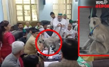 ‘मटरू’ की मटरगश्ती पर लगा ब्रेक, DM अस्मिता लाल का ‘चहेता’ था; पकड़कर ले गया वन विभाग