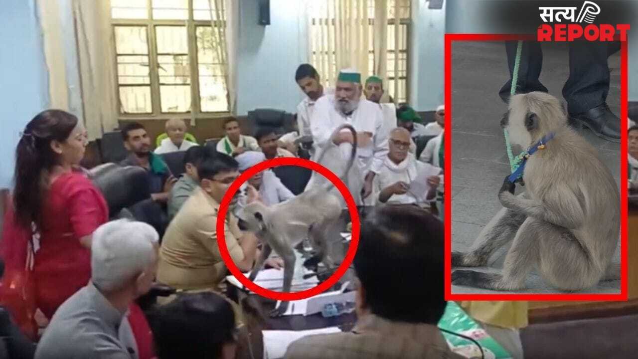 ‘मटरू’ की मटरगश्ती पर लगा ब्रेक, DM अस्मिता लाल का ‘चहेता’ था; पकड़कर ले गया वन विभाग