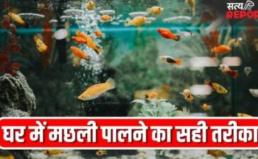 घर के एक्वेरियम में जल्दी मर जाती हैं मछलियां? ये गलतियां हो सकती है वजह