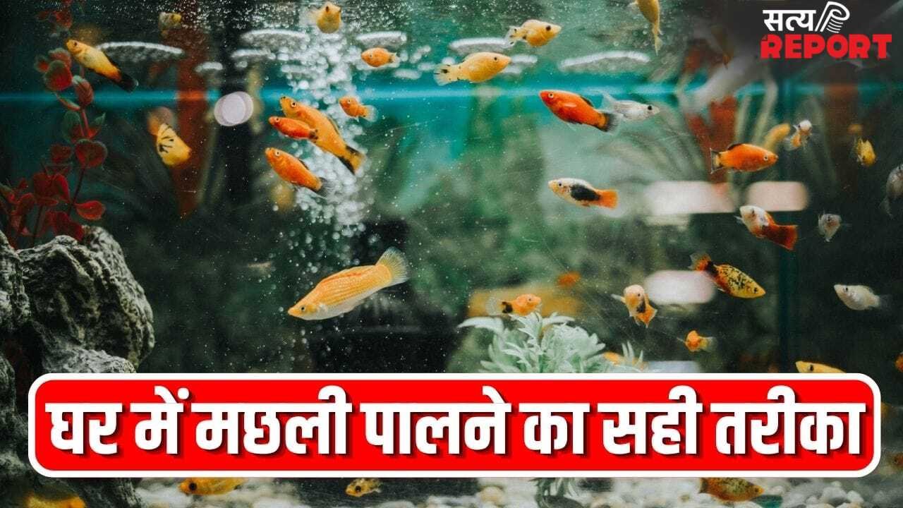 घर के एक्वेरियम में जल्दी मर जाती हैं मछलियां? ये गलतियां हो सकती है वजह