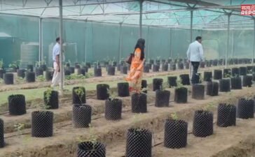 अमेरिका और कनाडा के सुपरफूड की बिहार में होगी खेती, इस यूनिवर्सिटी में शुरू हुई रिसर्च