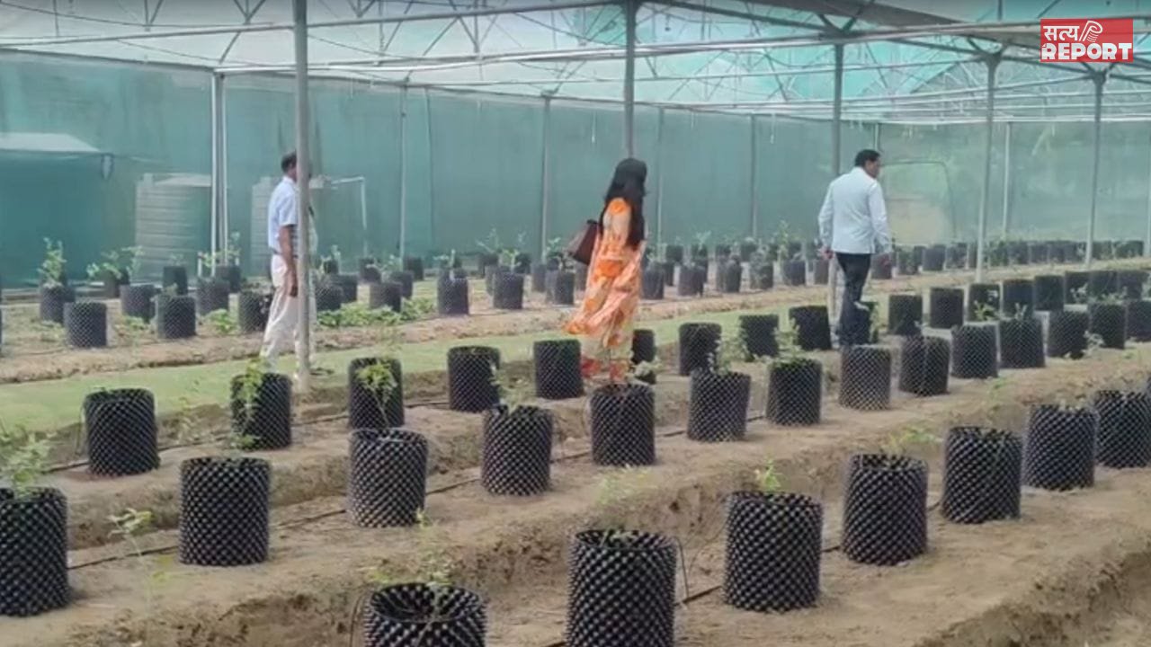 अमेरिका और कनाडा के सुपरफूड की बिहार में होगी खेती, इस यूनिवर्सिटी में शुरू हुई रिसर्च