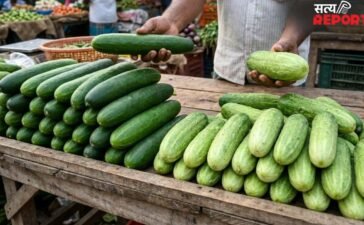 Summer में खीरा खरीदने की Smart Tricks: Desi या Hybrid, कौन है Health के लिए Best?
