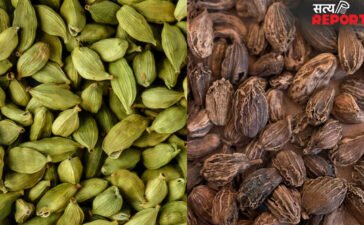 सिर्फ साइज का ही नहीं और भी कई बड़े अंतर होते हैं, छोटी और बड़ी इलायची में, जानिए फायदे
