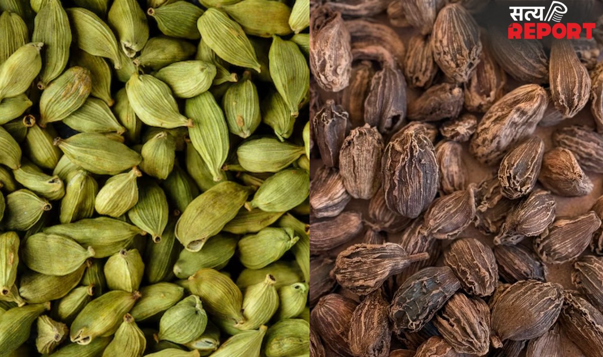सिर्फ साइज का ही नहीं और भी कई बड़े अंतर होते हैं, छोटी और बड़ी इलायची में, जानिए फायदे