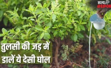 चिलचिलाती धूप वाली गर्मी में भी नहीं सूखेगी तुलसी, गमले में डाल दें ये घोल