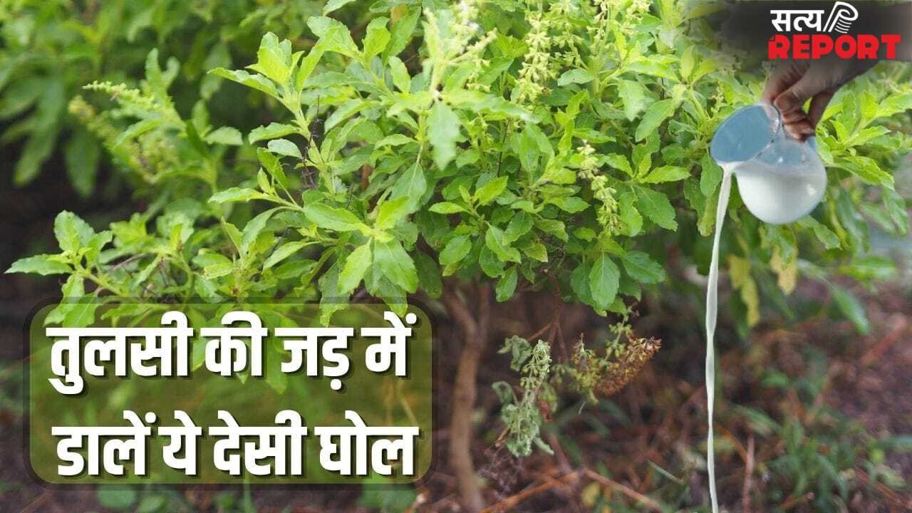चिलचिलाती धूप वाली गर्मी में भी नहीं सूखेगी तुलसी, गमले में डाल दें ये घोल