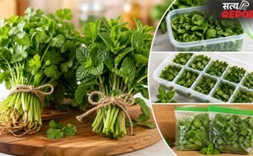 धनिया-पुदीना को ज्यादा समय तक ताजा कैसे रखें? गर्मियों में स्टोर करने के लिए अपनाएं ये तरीके