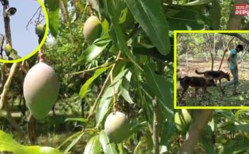 बागान में ‘Z+सिक्योरिटी’, 20 शिकारी कुत्ते और कैमरों का पहरा… आखिर जबलपुर का ये आम क्यों खास?