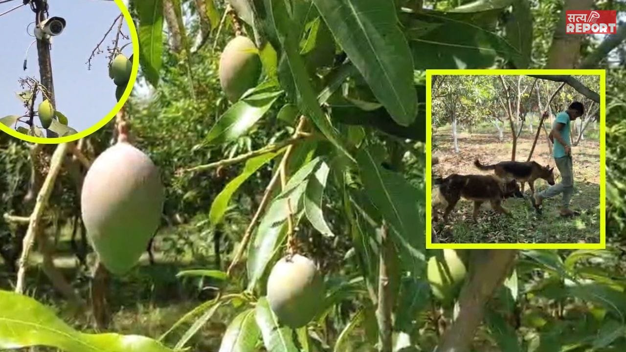 बागान में ‘Z+सिक्योरिटी’, 20 शिकारी कुत्ते और कैमरों का पहरा… आखिर जबलपुर का ये आम क्यों खास?