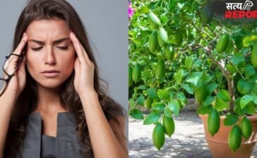 माइग्रेन के दर्द से फटा जा रहा है सिर, फायदेमंद साबित हो सकती हैं ये पत्तियां, जानिए इस्तेमाल करने का तरीका