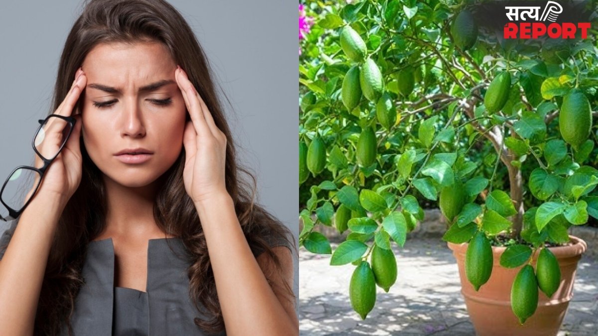माइग्रेन के दर्द से फटा जा रहा है सिर, फायदेमंद साबित हो सकती हैं ये पत्तियां, जानिए इस्तेमाल करने का तरीका