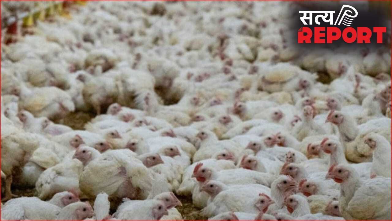 शादी में इतनी जोर से बजा DJ पर गाना, मर गईं 140 मुर्गियां… पोल्ट्री फॉर्म मालिक ने करवाई FIR