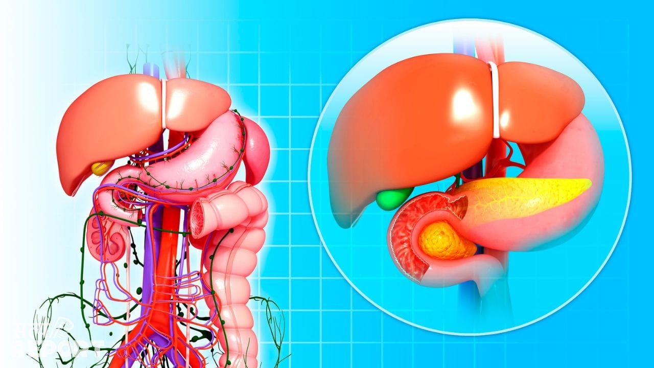 क्या महिलाओं में लिवर की बीमारियों के लक्षण पुरुषों से अलग होते हैं? कैसे दिखते हैं संकेत