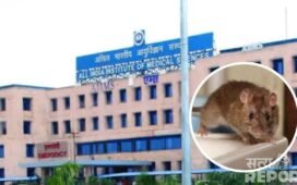 NICU में चूहे, वार्डों के बाहर कॉकरोच… भोपाल AIIMS में भर्ती अपने बच्चों का ध्यान रखें, Video वायरल