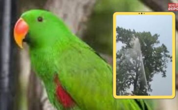 ‘मिट्ठू बेटा आ जाओ…’ पेड़ से पालतू तोते को उतारने की जद्दोजहद, फायर ब्रिगेड की गाड़ियां बुलाईं, हजारों लीटर पानी बहाया