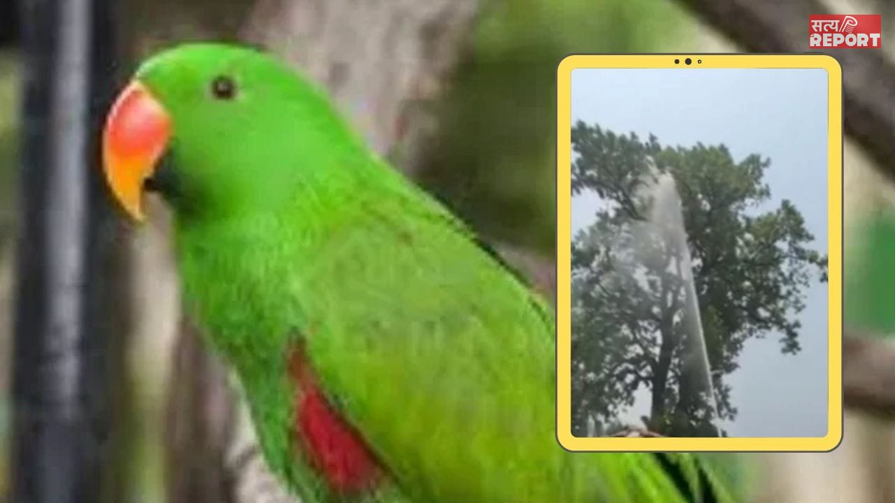 ‘मिट्ठू बेटा आ जाओ…’ पेड़ से पालतू तोते को उतारने की जद्दोजहद, फायर ब्रिगेड की गाड़ियां बुलाईं, हजारों लीटर पानी बहाया