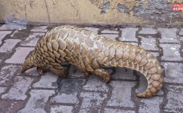 चींटियों को खाता है ये दुर्लभ जीव… चीन में है अधिक मांग, रायपुर के जंगल से मिला, 50 करोड़ में बेचने की थी तैयारी; अरेस्ट