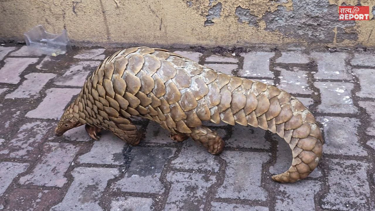 चींटियों को खाता है ये दुर्लभ जीव… चीन में है अधिक मांग, रायपुर के जंगल से मिला, 50 करोड़ में बेचने की थी तैयारी; अरेस्ट