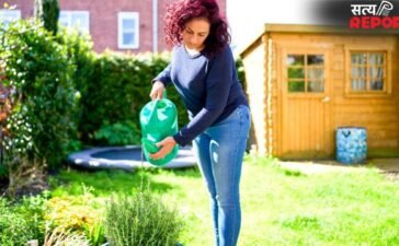 सुबह या शाम…गर्मियों में पौधों को कब देना चाहिए पानी? बहुत कम लोग जानते हैं सही जवाब