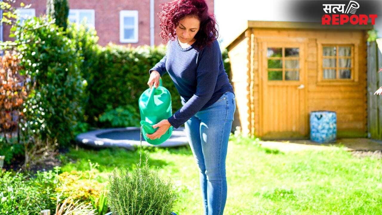 सुबह या शाम…गर्मियों में पौधों को कब देना चाहिए पानी? बहुत कम लोग जानते हैं सही जवाब