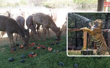 भालुओं को फ्रूट आइसक्रीम, हाथियों का पेडीक्योर, ले रहे कूलर की हवा… नाहरगढ़ के जंगल में मौज काट रहे जानवर
