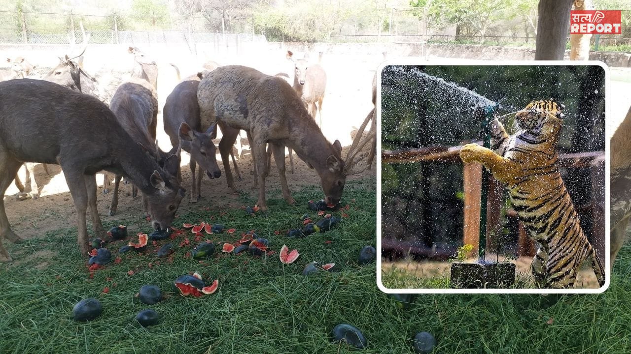 भालुओं को फ्रूट आइसक्रीम, हाथियों का पेडीक्योर, ले रहे कूलर की हवा… नाहरगढ़ के जंगल में मौज काट रहे जानवर