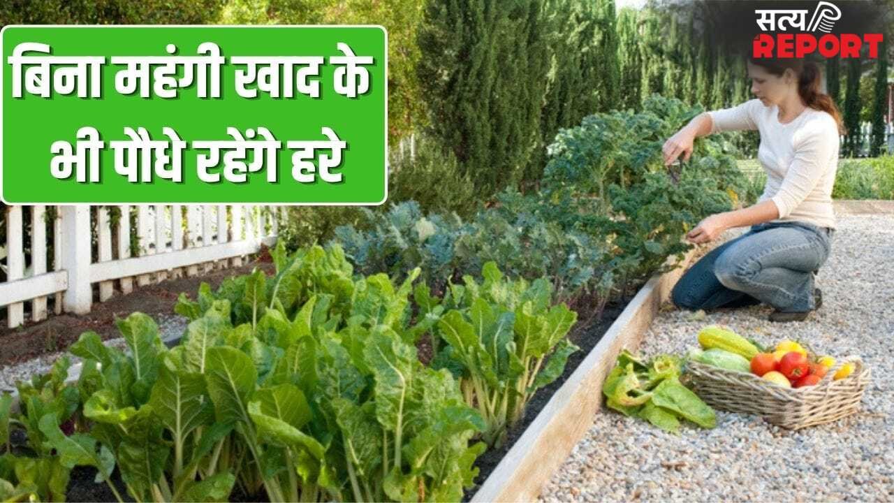 महंगी खाद की नहीं जरूरत! ये पांच रेट्रो गार्डनिंग हैक्स रखेंगे आपके गार्डन को हरा-भरा