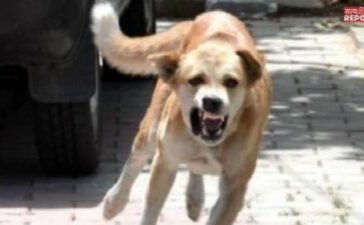 MP: सतना में ‘पागल’ कुत्ते का तांडव, एक के बाद एक 40 लोगों को काटा; अस्पताल में मची चीख-पुकार