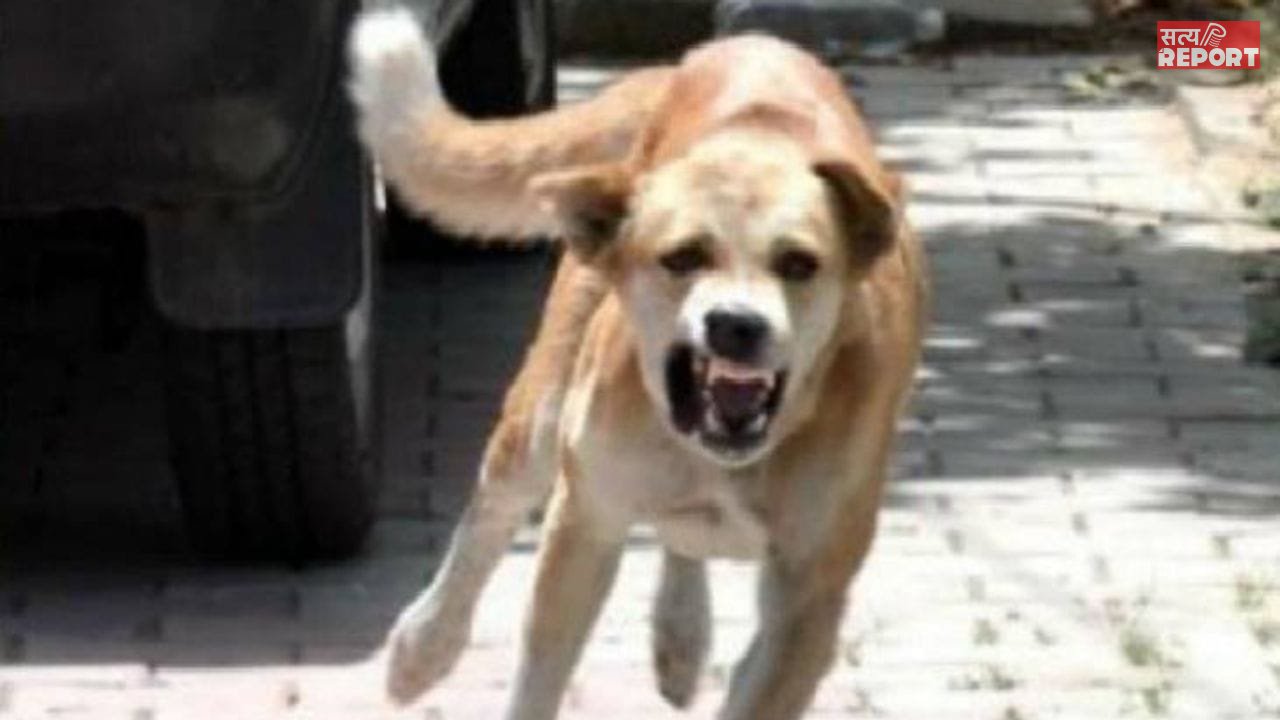 MP: सतना में ‘पागल’ कुत्ते का तांडव, एक के बाद एक 40 लोगों को काटा; अस्पताल में मची चीख-पुकार