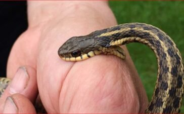 अनसुलझा रहस्य! आखिर लक्ष्मी को ही क्यों निशाना बना रहे सांप? तीसरी बार डसा, पिता की भी सर्पदंश से हुई थी मौत