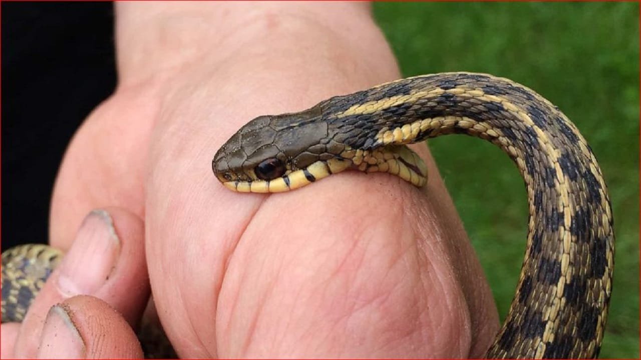 अनसुलझा रहस्य! आखिर लक्ष्मी को ही क्यों निशाना बना रहे सांप? तीसरी बार डसा, पिता की भी सर्पदंश से हुई थी मौत