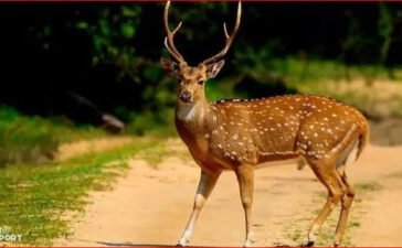 पहले कुत्तों के हमले से बचाया, फिर उसी हिरण को मारकर खा गए, रायगढ़ में पांच अरेस्ट