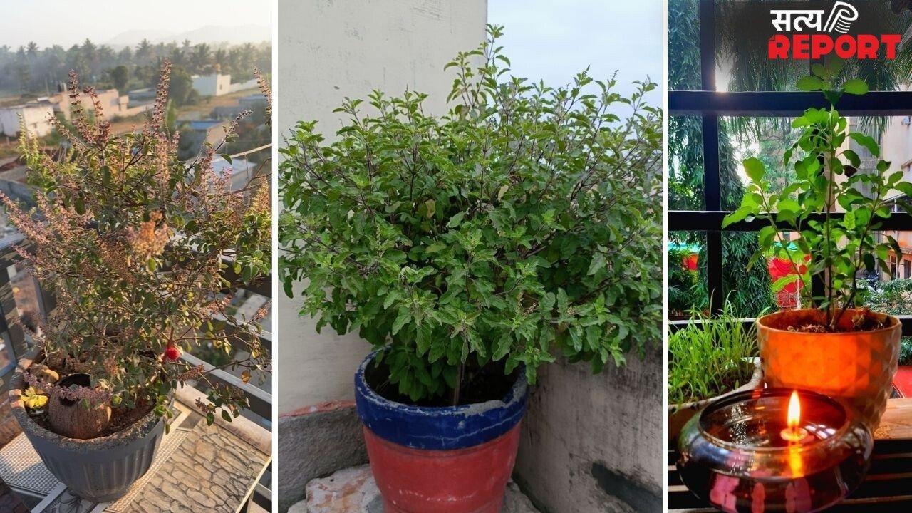गर्मी में तुलसी को सूखने से बचाने के लिए ऐसे करें देखभाल, हरा-भरा और घना बनाने में मिलेगी मदद
