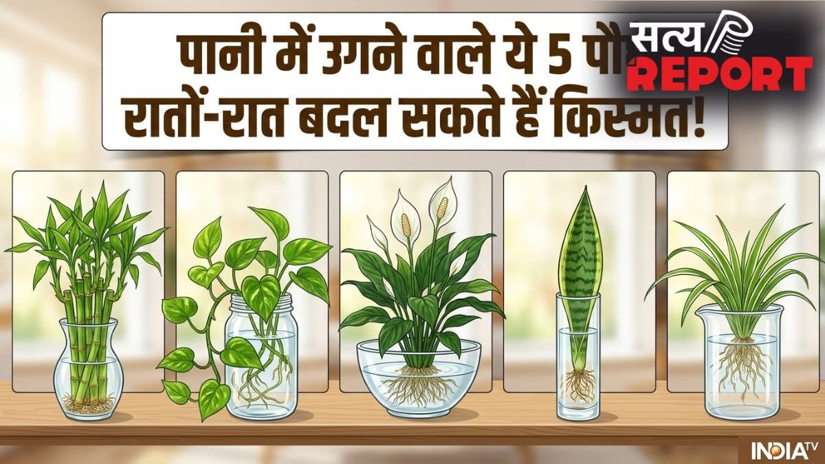 Pani Wale Lucky Paudhe: बिना मिट्टी के उगने वाले ये 5 पौधे हैं कुबेर का वरदान, घर में चुंबक की तरह खिंचा आएगा पैसा!